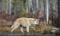 Eurasian wolf. Autumn forest. Scientific name: Canis lupus lupus