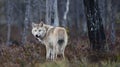 Eurasian wol Autumn forest. Scientific name: Canis lupus lupus