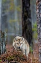 Eurasian wolf, also known as the gray or grey wolf also known as Timber wolf.  Front view. Royalty Free Stock Photo