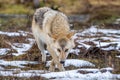 Eurasian wolf, also known as the gray or grey wolf also known as Timber wolf.  Front view. Royalty Free Stock Photo