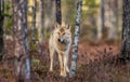 Eurasian wolfFront view. Scientific name: Canis lupus lupus. Natural habitat. Autumn forest Royalty Free Stock Photo