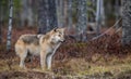 Eurasian wolf.  Scientific name: Canis lupus lupus. Natural habitat Royalty Free Stock Photo