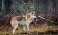 Eurasian wolf.  Scientific name: Canis lupus lupus. Natural habitat Royalty Free Stock Photo