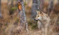 Eurasian wolf. Scientific name: Canis lupus lupus. Natural habitat Royalty Free Stock Photo