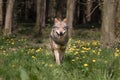 Eurasian Wolf appearing from the woods