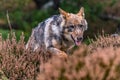 Eurasian wolf, Canis lupus, alpha male in spring european forest, staring directly at camera.