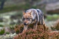 Eurasian wolf, Canis lupus, alpha male in spring european forest, staring directly at camera.