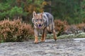 Eurasian wolf, Canis lupus, alpha male in spring european forest, staring directly at camera