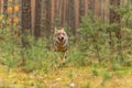 Eurasian wolf, Canis lupus, alpha male in spring european forest, staring directly at camera.