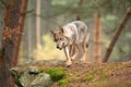 Eurasian wolf, Canis lupus, alpha male in spring european forest, staring directly at camera. Royalty Free Stock Photo