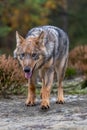 Eurasian wolf, Canis lupus, alpha male in spring european forest, staring directly at camera