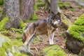 Eurasian wolf (Canis lupus lupus) leaning on a stone Royalty Free Stock Photo