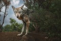 Eurasian wolf (Canis lupus lupus) looking at the camera Royalty Free Stock Photo