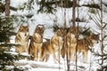 Eurasian wolf Canis lupus lupus something caught the attention of the five pack members