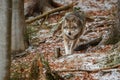 Eurasian wolf in nature habitat in bavarian forest Royalty Free Stock Photo