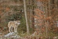 Eurasian wolf in nature habitat in bavarian forest Royalty Free Stock Photo