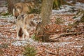 Eurasian wolf in nature habitat in bavarian forest Royalty Free Stock Photo