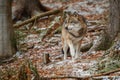 Eurasian wolf in nature habitat in bavarian forest Royalty Free Stock Photo