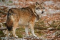 Eurasian wolf in nature habitat in bavarian forest Royalty Free Stock Photo