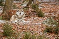 Eurasian wolf in nature habitat in bavarian forest Royalty Free Stock Photo