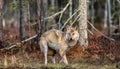 Eurasian wolf.  Scientific name: Canis lupus lupus. Natural habitat Royalty Free Stock Photo