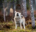 Eurasian wolf. Scientific name: Canis lupus lupus. Natural habitat. Royalty Free Stock Photo