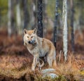 Eurasian wolf. Scientific name: Canis lupus lupus. Natural habitat. Royalty Free Stock Photo
