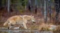 Eurasian wolf. Scientific name: Canis lupus lupus. Natural habitat. Royalty Free Stock Photo