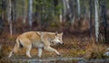 Eurasian wolf. Scientific name: Canis lupus lupus. Natural habitat. Royalty Free Stock Photo