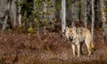 Eurasian wolf,  Scientific name: Canis lupus lupus. Natural habitat Royalty Free Stock Photo