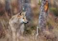 Eurasian wolf.  Scientific name: Canis lupus lupus. Natural habitat Royalty Free Stock Photo