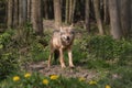 A Eurasian Wolf staring