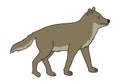 Eurasian Wolf vector illustration.Wolf vector