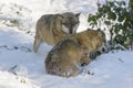 Eurasian wolf in winterforest Royalty Free Stock Photo