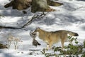 Eurasian wolf in winterforest Royalty Free Stock Photo