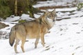 Eurasian wolf in winterforest Royalty Free Stock Photo