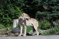 Eurasian wolf in the zoo Royalty Free Stock Photo