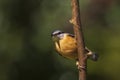 Eurasian or wood nuthatch bird Sitta europaea perched on a bra Royalty Free Stock Photo