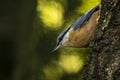 Eurasian or wood nuthatch bird Sitta europaea perched on a bra Royalty Free Stock Photo