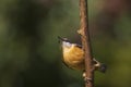 Eurasian or wood nuthatch bird Sitta europaea perched on a bra Royalty Free Stock Photo