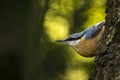 Eurasian or wood nuthatch bird Sitta europaea perched on a bra Royalty Free Stock Photo