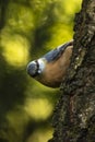 Eurasian or wood nuthatch bird Sitta europaea perched on a bra Royalty Free Stock Photo