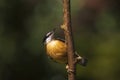 Eurasian or wood nuthatch bird Sitta europaea perched on a bra Royalty Free Stock Photo