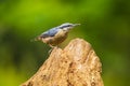 Eurasian or wood nuthatch bird Sitta europaea perched on a branch, foraging in a forest Royalty Free Stock Photo