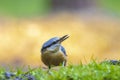 Eurasian or wood nuthatch bird, Sitta europaea, perched on a branch, foraging in a forest Royalty Free Stock Photo