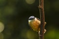 Eurasian or wood nuthatch bird Sitta europaea perched on a branch, foraging in a forest Royalty Free Stock Photo