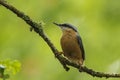 Eurasian or wood nuthatch bird Sitta europaea perched on a branch, foraging in a forest Royalty Free Stock Photo