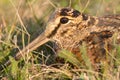 Eurasian Woodcock close-up Scolopax rusticola