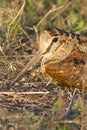 Eurasian Woodcock close-up Scolopax rusticola