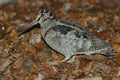 Eurasian Woodcock, Houtsnip, Scolopax rusticola